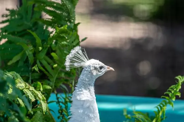 Hemker Park and Zoo Closed for the Season Open May 1