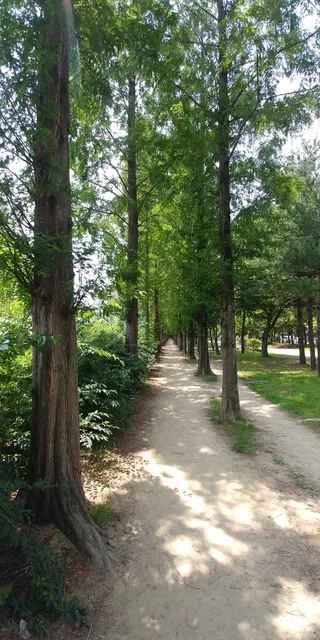 호산동 메타세콰이어숲길