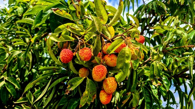 קטיף עצמי להתאהב בטבע