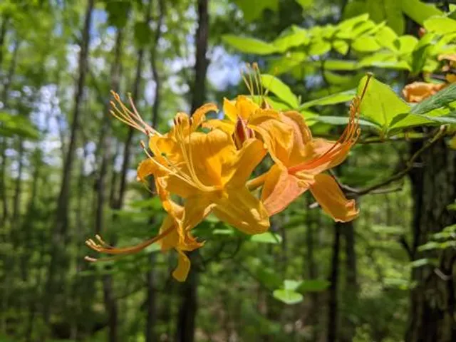 Greenbrier State Forest