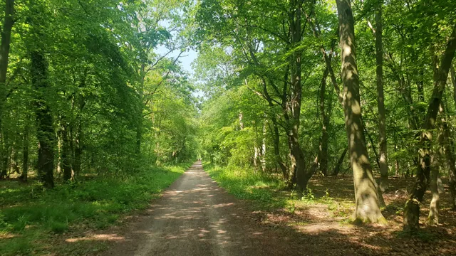 Forêt domaniale de Saint-Germain