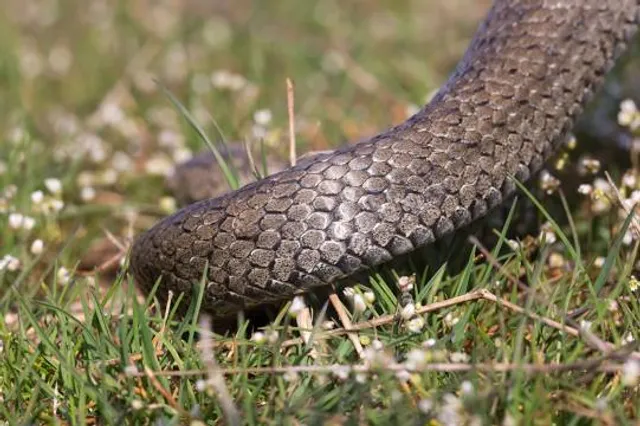 Região Geográfica Imediata de Vitória de Santo Antão
