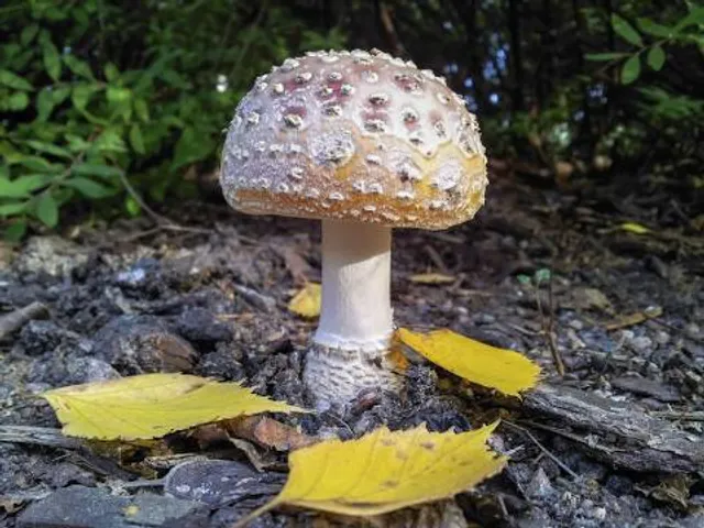 photo-2