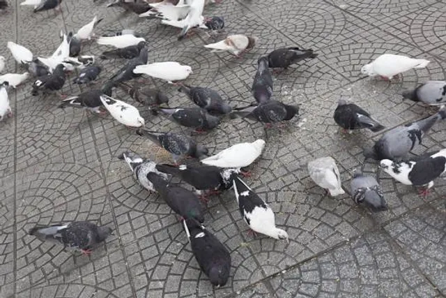 Rynek - Kościerzyna