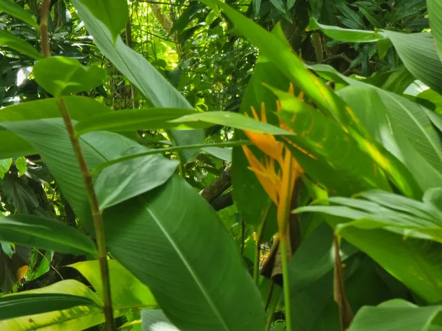 Jardin Creole Ecotours