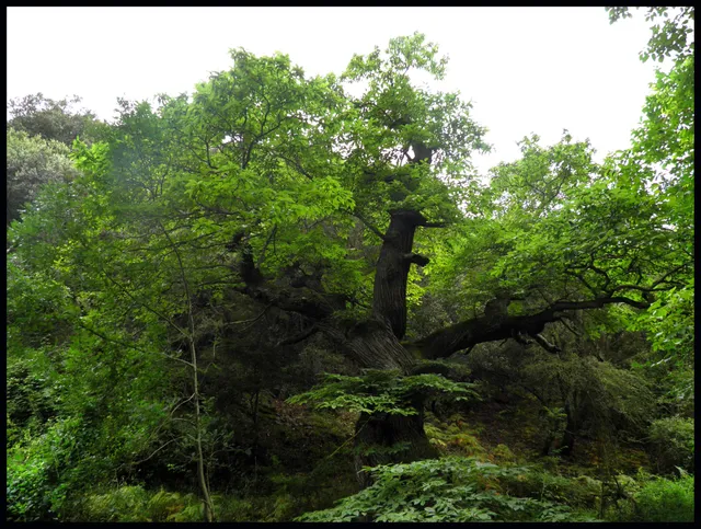 Castaño de la Nisia