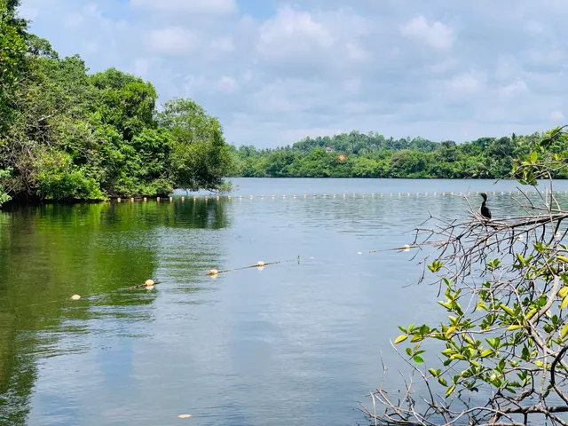 Polgasdūva Island Temple - Dodanduwa | පොල්ගහස්දූව ආරණ්‍ය සේනාසනය - දොඩන්දූව
