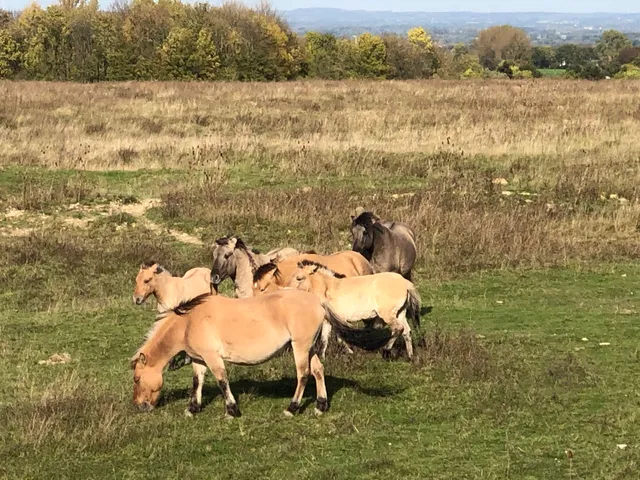 Weidelandschaft Kleiberg
