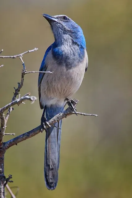 Helen & Allan Cruickshank Sanctuary