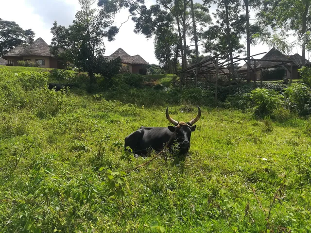 Kitubulu forest and beach