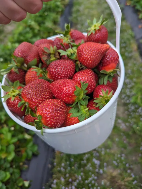 Westbury Farms Strawberry Fields/Marymeade Market