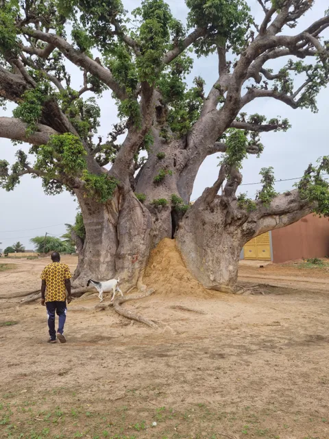 BAOBAB SACRE DE NIANING