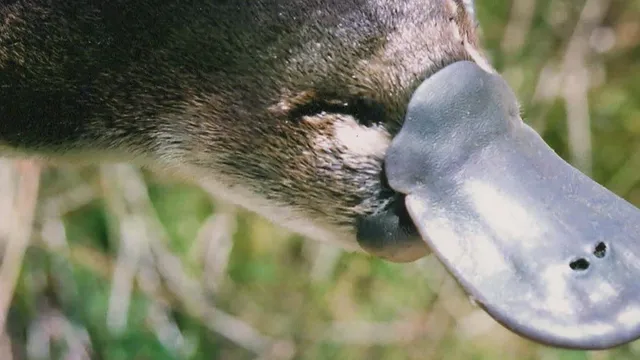 Warrawong Wildlife Sanctuary