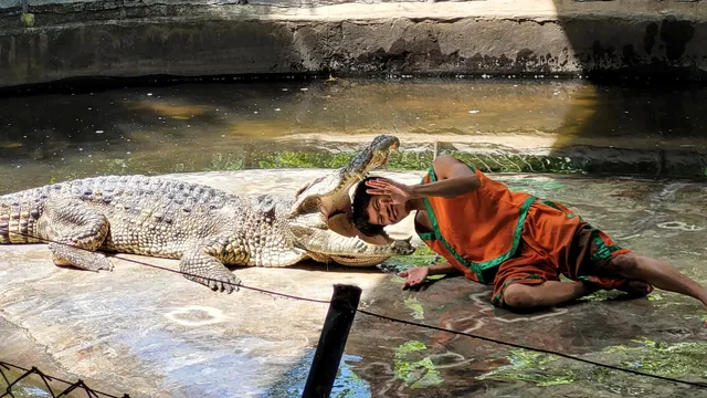 Samui Crocodile Farm