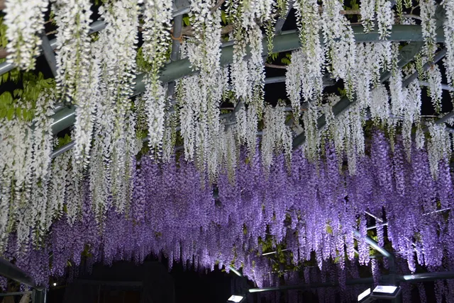 Wisteria at Hamamatsu Flower Park