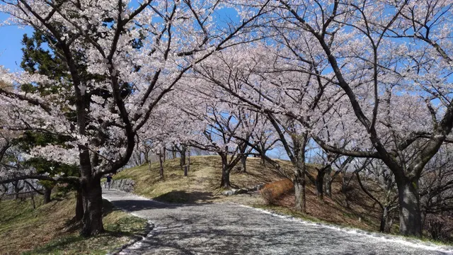 Sakurano Park