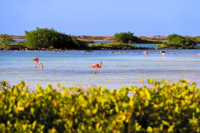 Pekelmeer, Flamingo Sanctuary