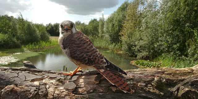 Topvogel Roofvogelpark Diessen