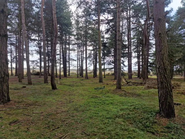 Ostler’s Plantation