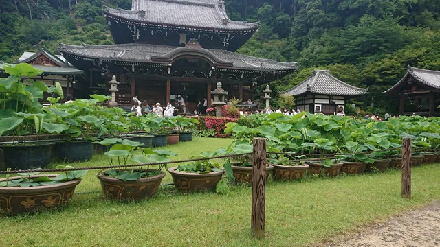 Rokkosan Farm