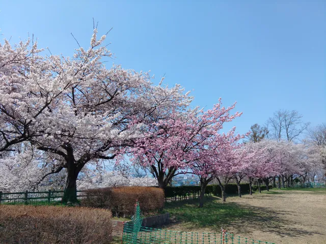 Azuma Park Sakurayama