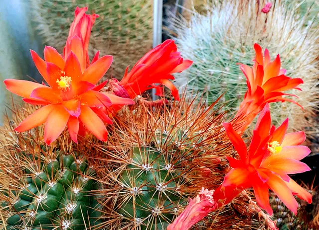 Zurich Succulent Plant Collection