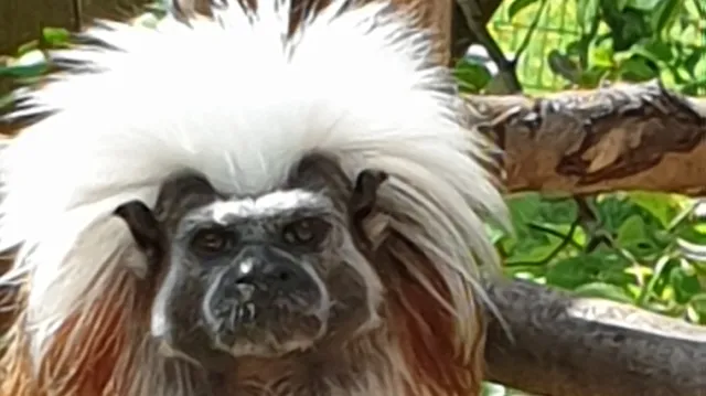 The Little Zoo Göppingen e.V.