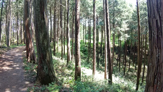 Kasumi Hill Hiking Trail