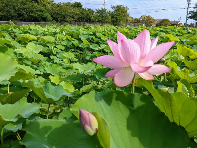 Shimazuminegauraike Park