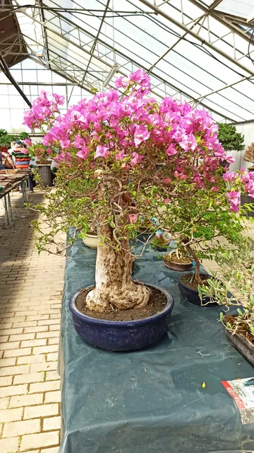 photo-2