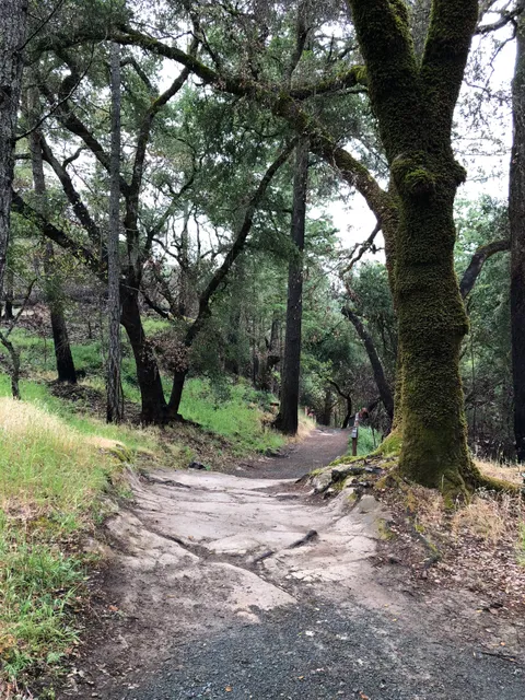 The Petrified Forest