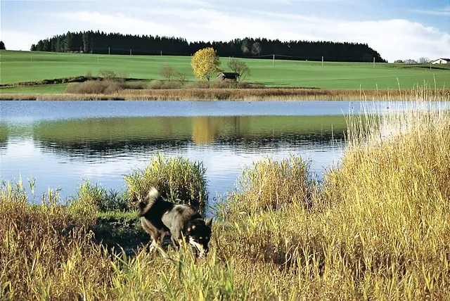 Sachsenrieder Weiher