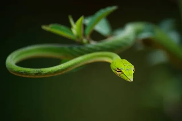 Agumbe Rainforest Research Station