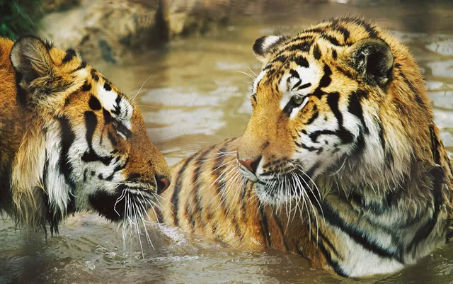 Gyöngyösi Zoo Catering and Leisure Park Ltd.