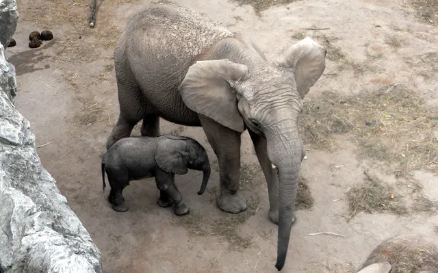 Elefantenhaus Zoo Halle