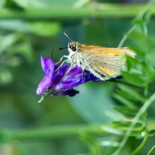 Askham Bog Nature Reserve