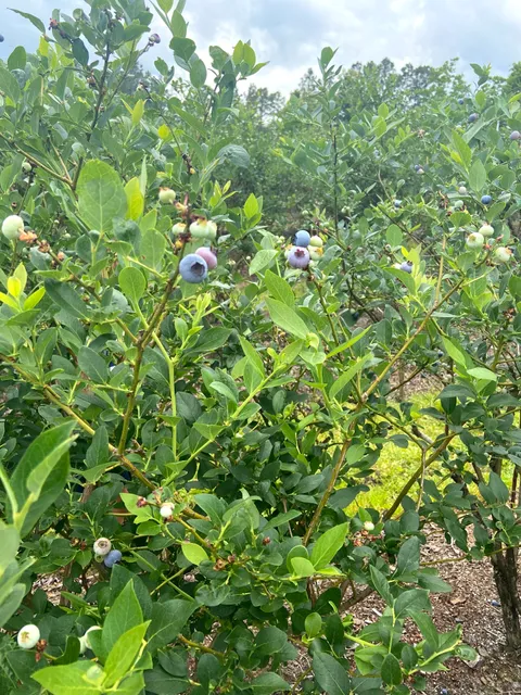 HNH Blueberry Farm