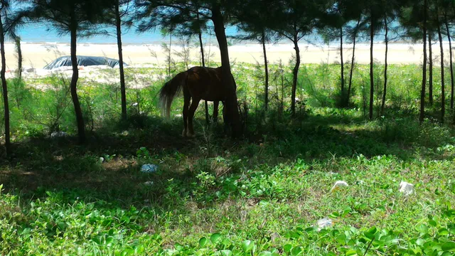Gaolong Bay Haibian Seafood City