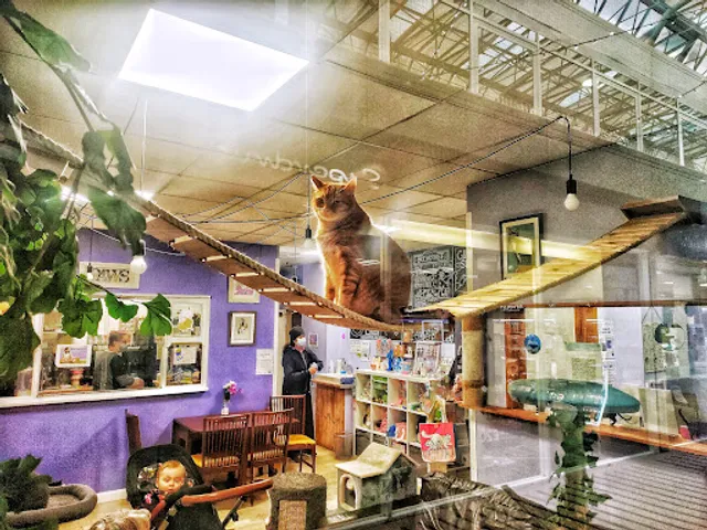 Paws Cat Cafe