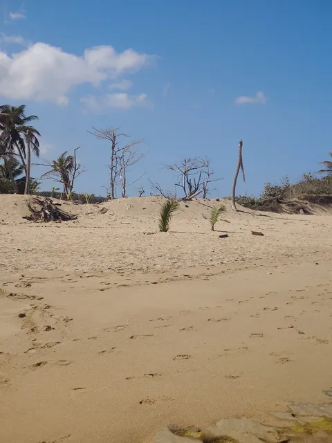 Las Dunas Beach Apartments 5181