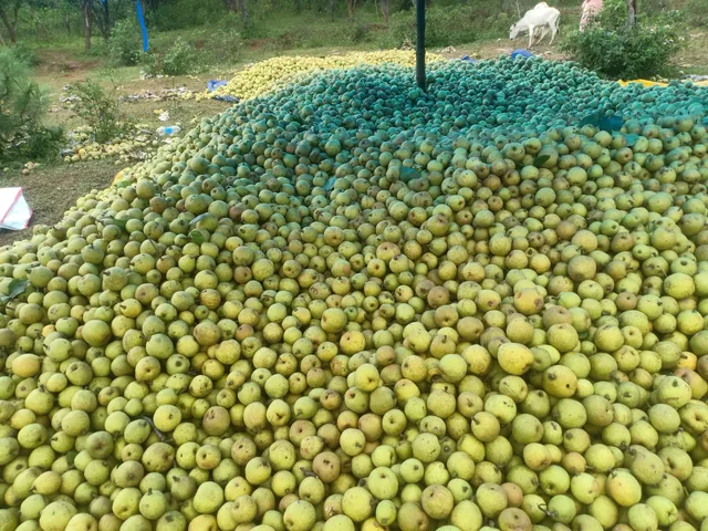 Naspati bagan (dankan)