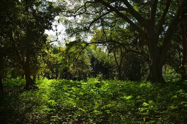 Jardín Botánico de Cienfuegos