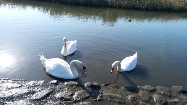 Samegawa Kasenjiki Park