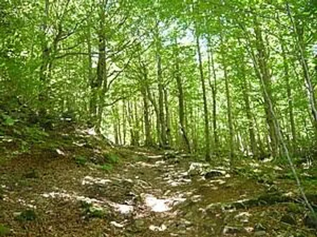 Vall de les Salenques