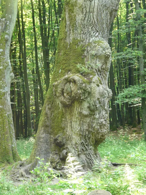Bolesław Oak