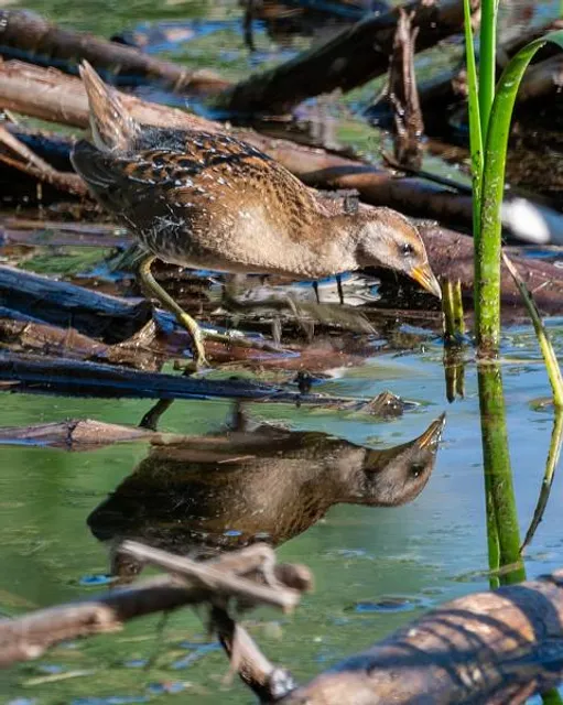 Greenlee Wildlife Preserve