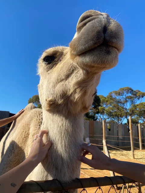 Coolgardie Camel Farm