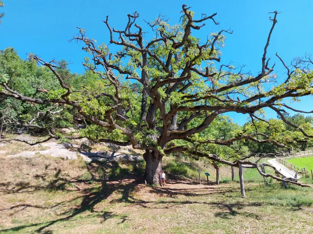 El Roure de la Senyora