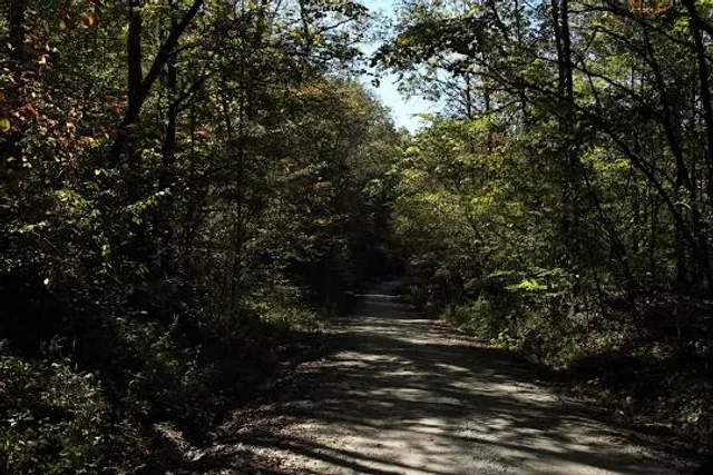 Yellowwood State Forest