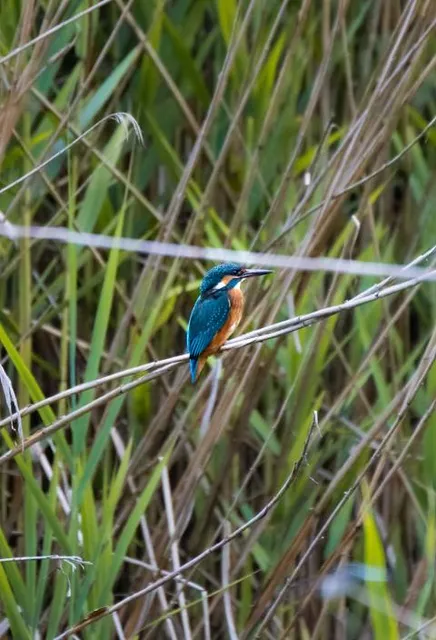 Oasi WWF degli Stagni di Casale "Alberto Carta"